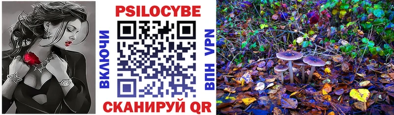 Купить Курчалой Галлюциногенные грибы Psilocybe
